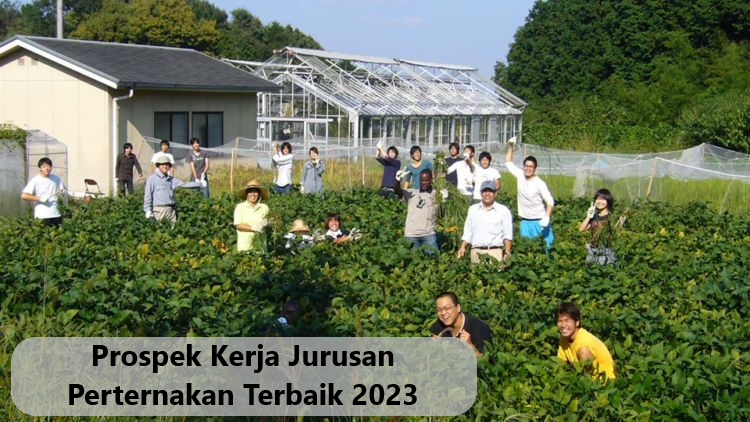 Prospek Kerja Jurusan Perternakan Terbaik 2023